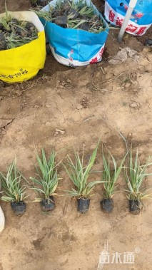 高度50厘米玉带草