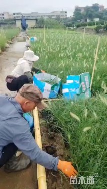 高度50厘米小兔子狼尾草