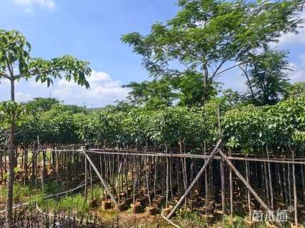 3公分紫花风铃木