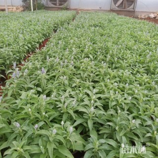 高度25厘米鼠尾草