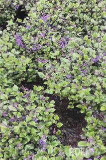 高度40厘米吸毒草