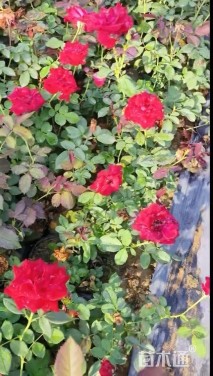 高度50厘米月季