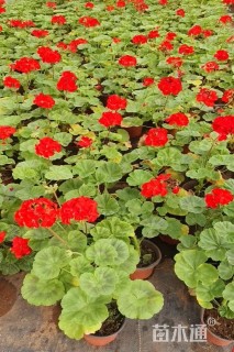 高度20厘米天竺葵