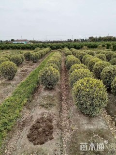 冠幅150厘米金边黄杨球