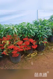 高度40厘米富贵籽