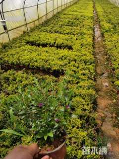 高度20厘米满天星