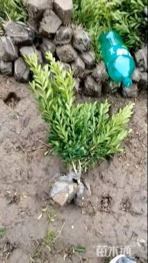 高度25厘米雀舌黄杨