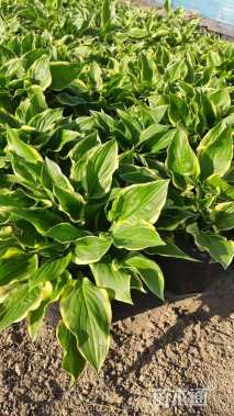 高度20厘米金边玉簪