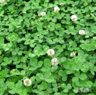 高度20厘米白三叶