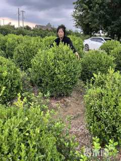 高度110厘米黄杨