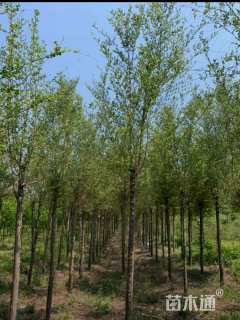10公分榆树