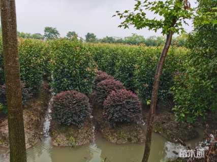 高度200厘米红叶石楠柱