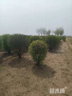 冠幅150厘米榆叶梅球