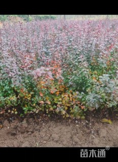 高度30厘米红花继木小苗