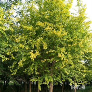 14公分黄金槐