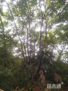 60公分丛生朴树