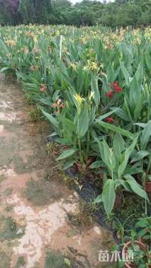 高度60厘米美人蕉