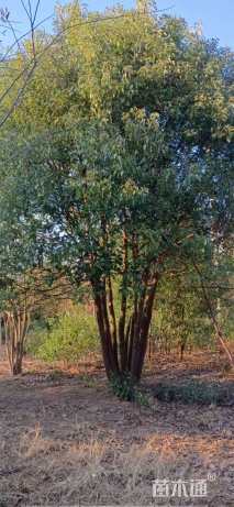 35公分丛生香樟