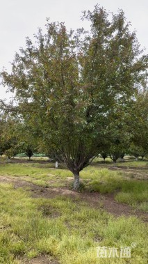 25公分绚丽海棠