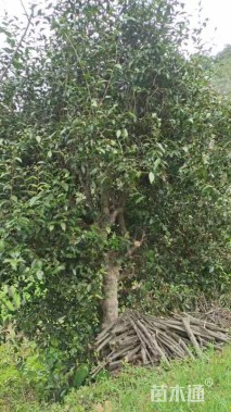 高度800厘米茶树