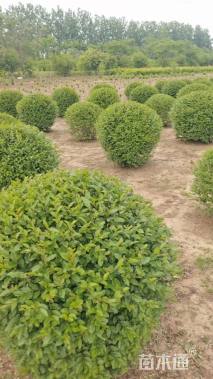 冠幅70厘米小叶女贞球