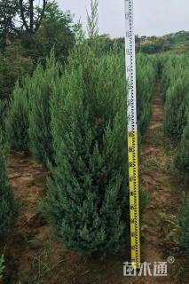 高度200厘米河南桧