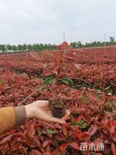 高度20厘米红叶石楠小苗