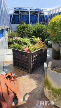 高度40厘米欧洲月季