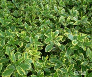 高度40厘米金边黄杨