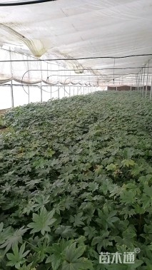 高度50厘米常绿灌木-->八角金盘