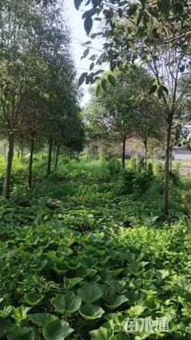 15公分大叶女贞