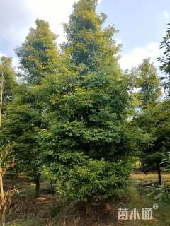 16公分金丝楠木