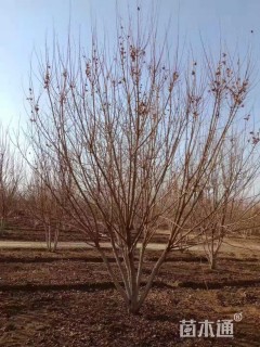 高度300厘米丛生五角枫