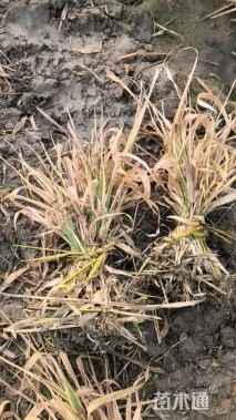 高度10厘米花叶芦竹