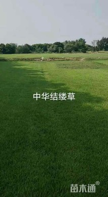 中华结缕草