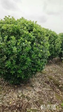 冠幅150厘米大叶黄杨球