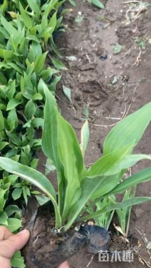 高度10厘米紫花玉簪