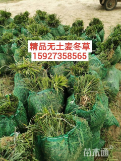 高度12厘米中叶麦冬