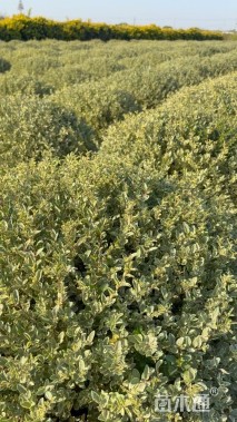 冠幅150厘米银姬小蜡球