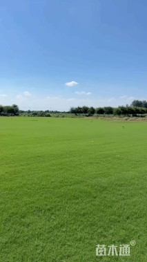 草毯状百慕大草