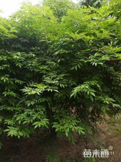 高度120厘米花叶接骨木