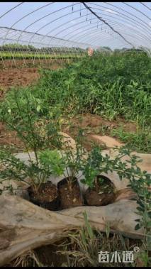 高度50厘米迎春花