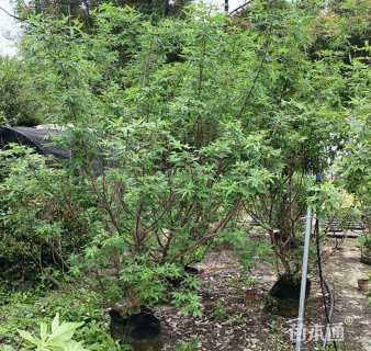 高度130厘米穗花牡荆