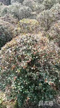 冠幅80厘米火棘球