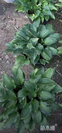 高度20厘米玉簪