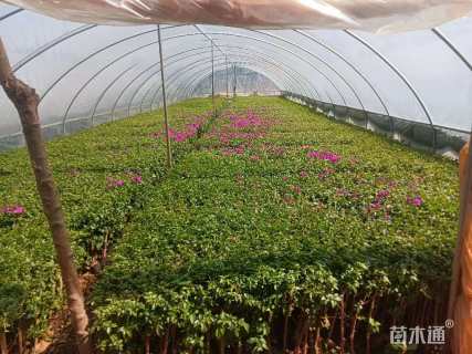 高度1800厘米三角梅