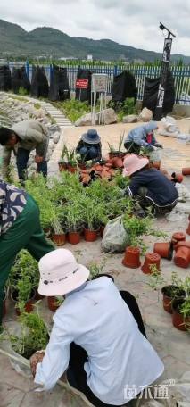 高度15厘米千屈菜