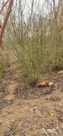 高度200厘米棣棠