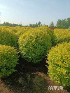 冠幅180厘米金冠女贞球