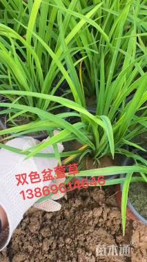 高度20厘米大花萱草